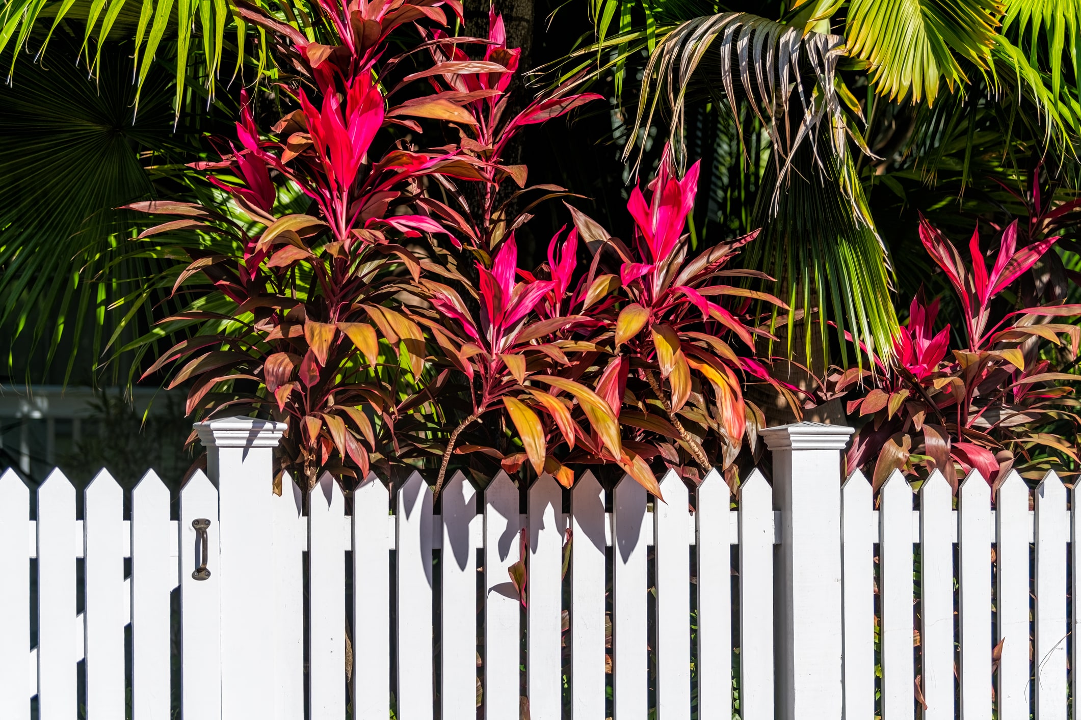 Vibrant pink vivid Cordyline plants leaves foliage in Florida Keys, Key West, town sidewalk with beautiful landscaped street road white fence on sunny day